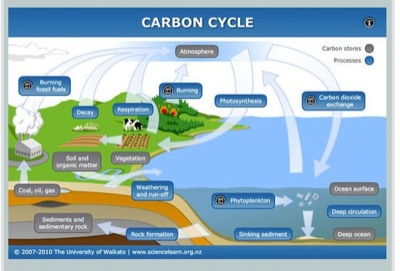 Carbon Cycle