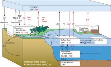 The Carbon Cycle