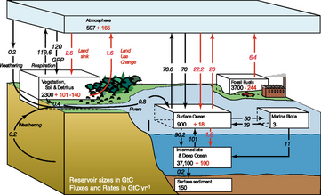 IPCC carbon cycle