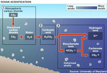 Ocean Acidification Diagram
