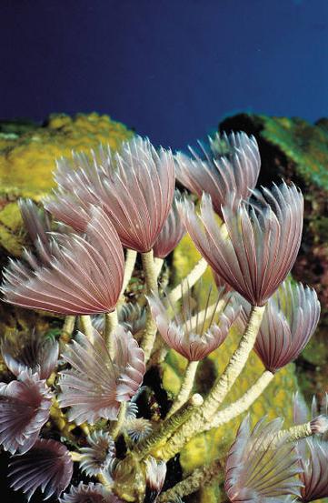 Ocean life