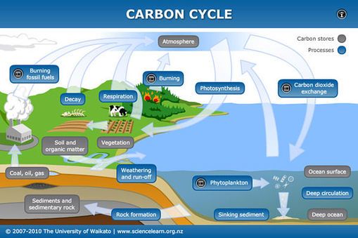  Carbon Cycle