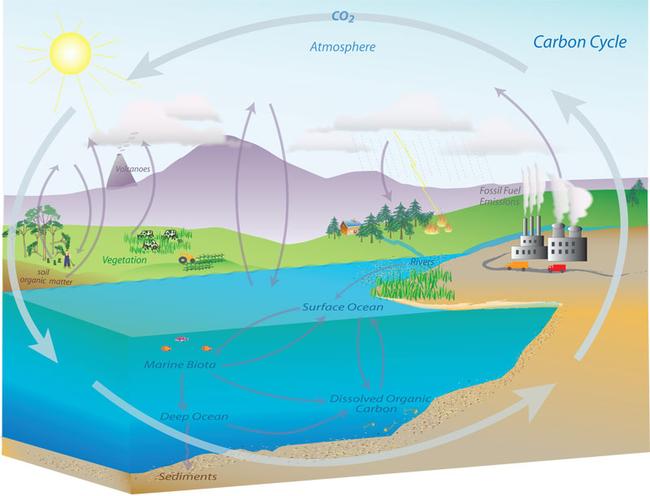 Carbon cycle schematic